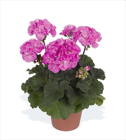 foto van een variëteit aan bloemen, te gebruiken als: Potplant, perkplant, patioplant Pelargonium zonale pac® Rosana