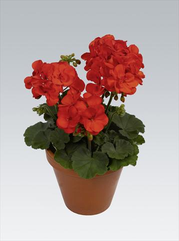 foto van een variëteit aan bloemen, te gebruiken als: Potplant, perkplant, patioplant Pelargonium zonale pac® Shocking Orange