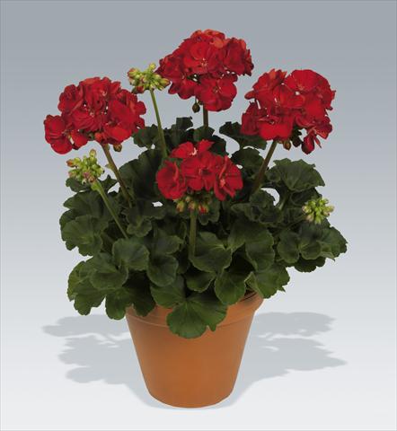 foto van een variëteit aan bloemen, te gebruiken als: Potplant, perkplant, patioplant Pelargonium zonale pac® Victor improved