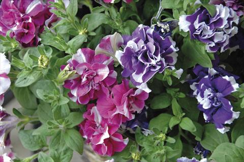 foto van een variëteit aan bloemen, te gebruiken als: Potplant, perkplant, patioplant, korfplant Petunia Sylvana King&Queen