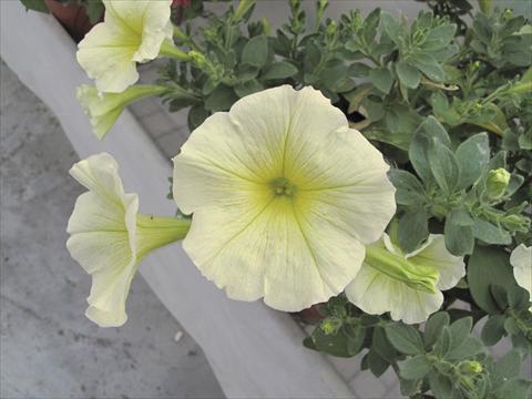 foto van een variëteit aan bloemen, te gebruiken als: Potplant, perkplant, patioplant, korfplant Petunia Veranda® Gialla