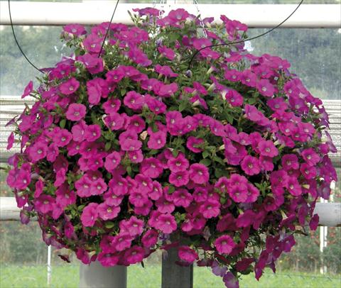 foto van een variëteit aan bloemen, te gebruiken als: Potplant, perkplant, patioplant, korfplant Petunia Veranda® Magenta