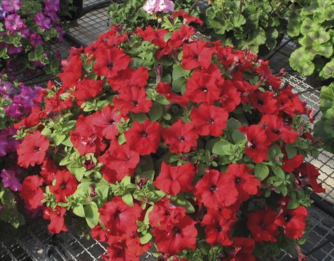 foto van een variëteit aan bloemen, te gebruiken als: Potplant, perkplant, patioplant, korfplant Petunia Veranda® Rossa
