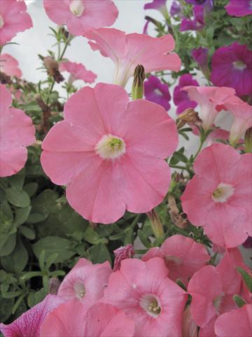foto van een variëteit aan bloemen, te gebruiken als: Potplant, perkplant, patioplant, korfplant Petunia Veranda® Salmone