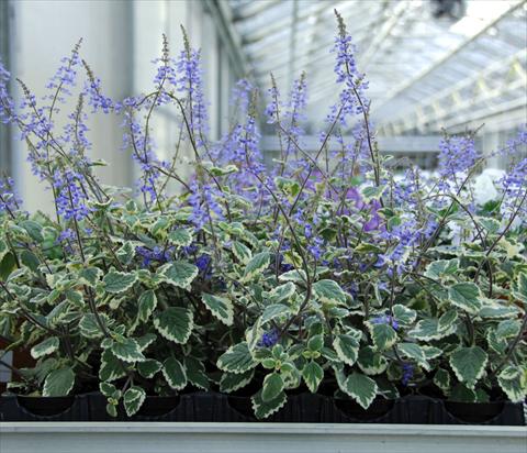 foto van een variëteit aan bloemen, te gebruiken als: Potplant, perkplant, patioplant, korfplant Plectranthus Plectranthus Blu