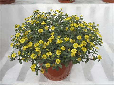 foto van een variëteit aan bloemen, te gebruiken als: Potplant, perkplant, patioplant, korfplant Sanvitalia Superbini