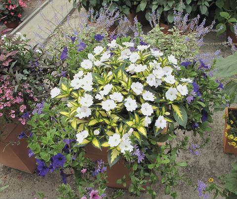 foto van een variëteit aan bloemen, te gebruiken als: Perkplant, potplant of korfplant Impatiens N. Guinea SunPatiens® Spreading White