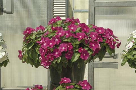 foto van een variëteit aan bloemen, te gebruiken als: Potplant, perkplant, patioplant, korfplant Catharanthus roseus - Vinca Boa Burgundy