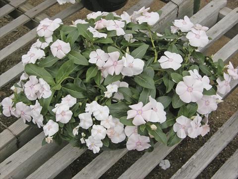 foto van een variëteit aan bloemen, te gebruiken als: Potplant, perkplant, patioplant, korfplant Catharanthus roseus - Vinca Boa Peach