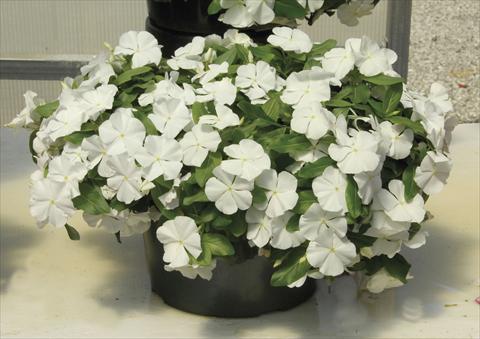 foto van een variëteit aan bloemen, te gebruiken als: Pot - en perkplant Catharanthus roseus - Vinca Boa White