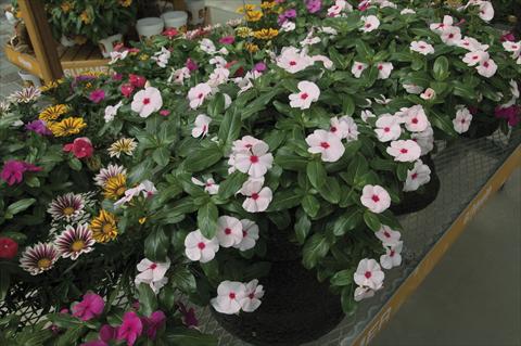 foto van een variëteit aan bloemen, te gebruiken als: Potplant, perkplant, patioplant, korfplant Catharanthus roseus - Vinca Cora Cascade Peach Blush