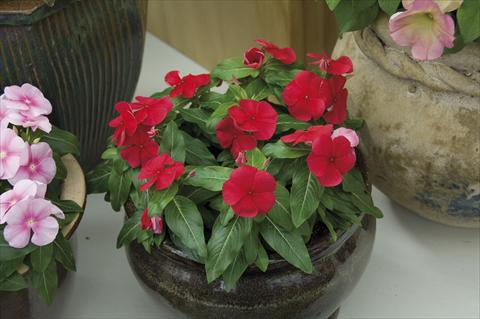 foto van een variëteit aan bloemen, te gebruiken als: Pot - en perkplant Catharanthus roseus - Vinca Egeo F1 Deep Red