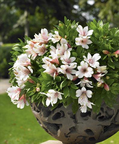 foto van een variëteit aan bloemen, te gebruiken als: Potplant, perkplant, patioplant Alstroemeria Inticancha® Pink Blush