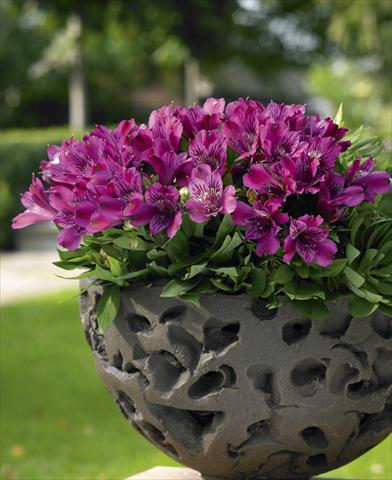 foto van een variëteit aan bloemen, te gebruiken als: Potplant, perkplant, patioplant Alstroemeria Inticancha® Purple