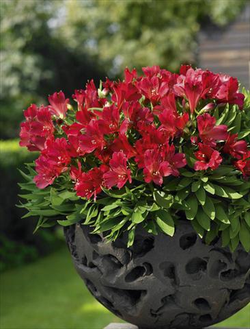 foto van een variëteit aan bloemen, te gebruiken als: Potplant, perkplant, patioplant Alstroemeria Inticancha® Red