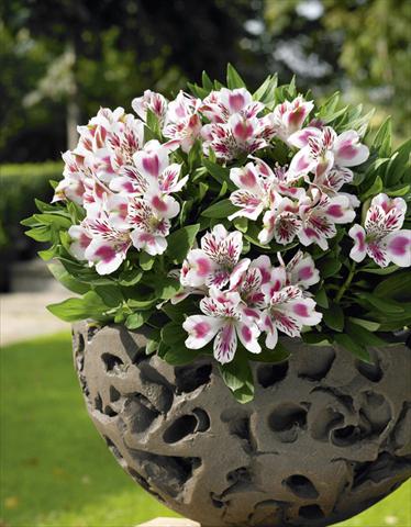 foto van een variëteit aan bloemen, te gebruiken als: Potplant, perkplant, patioplant Alstroemeria Inticancha® White Pink Heart