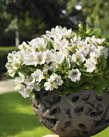 foto van een variëteit aan bloemen, te gebruiken als: Potplant, perkplant, patioplant Alstroemeria Inticancha® White