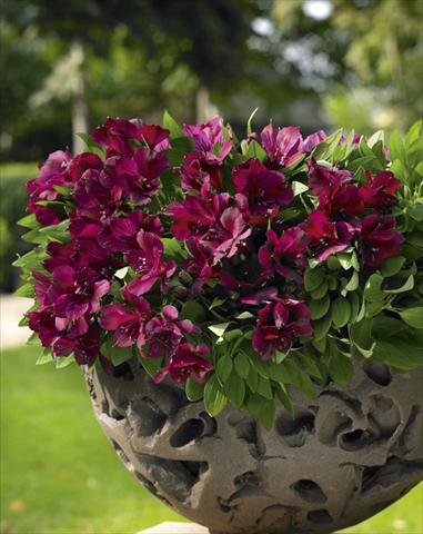 foto van een variëteit aan bloemen, te gebruiken als: Potplant, perkplant, patioplant Alstroemeria Inticancha® Dark Purple