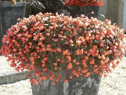 foto van een variëteit aan bloemen, te gebruiken als: Perkplant, potplant of korfplant Begonia hybrida Dainty Dancer Apricot