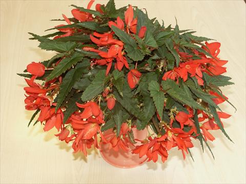 foto van een variëteit aan bloemen, te gebruiken als: Perkplant, potplant of korfplant Begonia hybrida Sparkler Scarlet