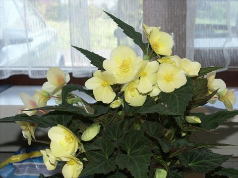 foto van een variëteit aan bloemen, te gebruiken als: Perkplant, potplant of korfplant Begonia hybrida Yellow Desire