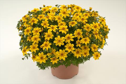 foto van een variëteit aan bloemen, te gebruiken als: Potplant, perkplant, patioplant, korfplant Bidens ferulifolia Yellow Charm