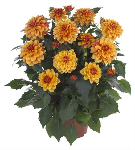 foto van een variëteit aan bloemen, te gebruiken als: Pot - en perkplant Dahlia Hypnotica Bronze Bicolor