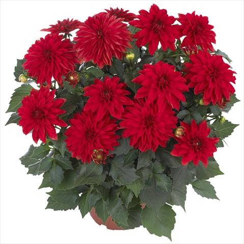 foto van een variëteit aan bloemen, te gebruiken als: Pot - en perkplant Dahlia Hypnotica Red