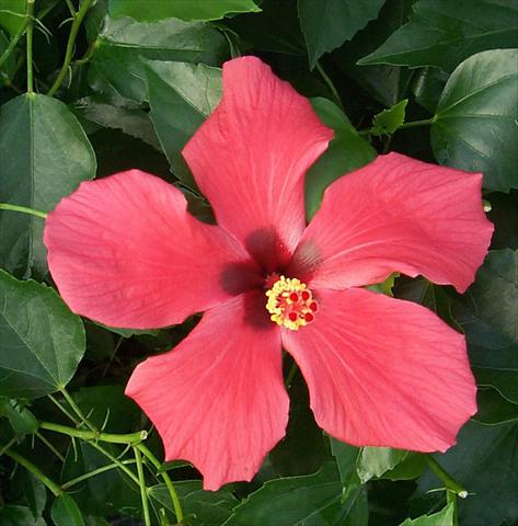 foto van een variëteit aan bloemen, te gebruiken als: Pot - en perkplant Hibiscus rosa-sinensis Cairo Red