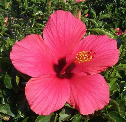 foto van een variëteit aan bloemen, te gebruiken als: Pot - en perkplant Hibiscus rosa-sinensis Cairo Rose