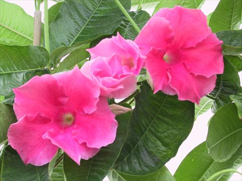 foto van een variëteit aan bloemen, te gebruiken als: Patioplant, potplant Dipladenia (Mandevilla) Pink Velvet
