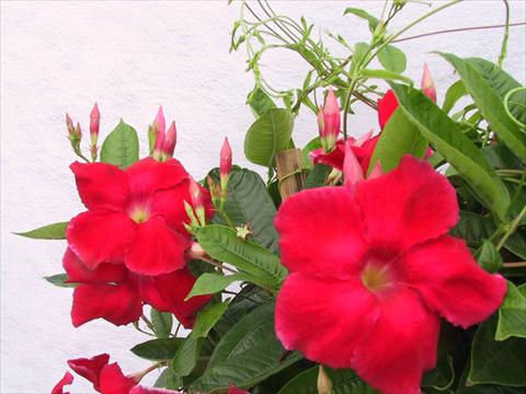 foto van een variëteit aan bloemen, te gebruiken als: Patioplant, potplant Dipladenia (Mandevilla) Red Velvet Petite