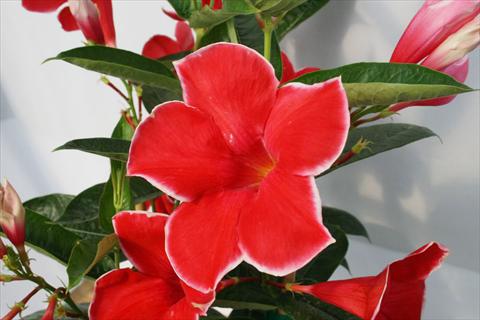 foto van een variëteit aan bloemen, te gebruiken als: Patioplant, potplant Dipladenia (Mandevilla) Scarlet Red Velvet