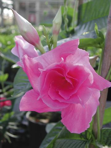 foto van een variëteit aan bloemen, te gebruiken als: Patioplant, potplant Dipladenia (Mandevilla) SuperTrouper™
