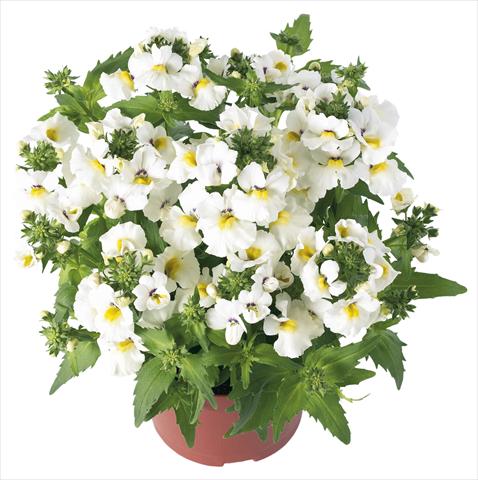 foto van een variëteit aan bloemen, te gebruiken als: Pot - en perkplant Nemesia Angelart Amond Impr