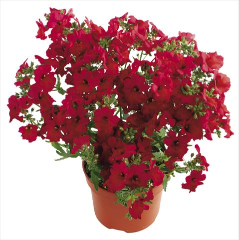 foto van een variëteit aan bloemen, te gebruiken als: Potplant, patioplant, korfplant Nemesia Angelart® Cherry