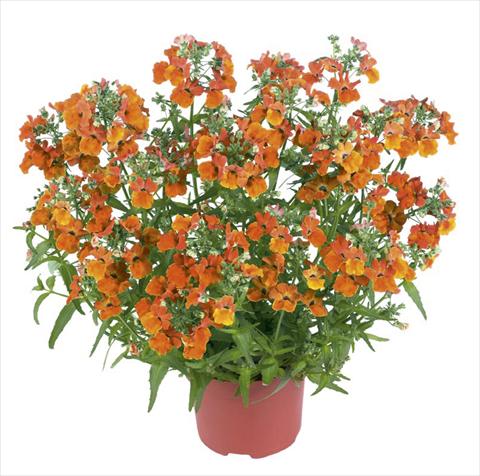foto van een variëteit aan bloemen, te gebruiken als: Pot - en perkplant Nemesia Angelart Orange