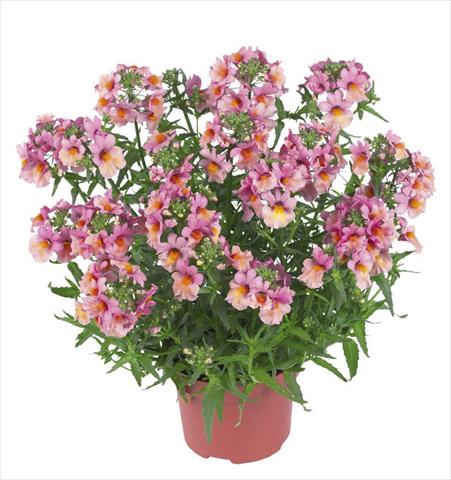 foto van een variëteit aan bloemen, te gebruiken als: Pot - en perkplant Nemesia Angelart Peach
