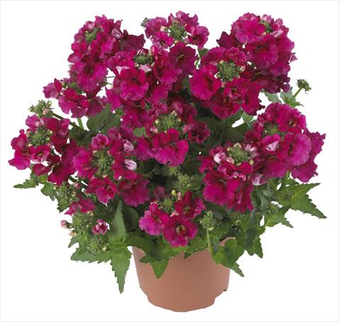 foto van een variëteit aan bloemen, te gebruiken als: Pot - en perkplant Nemesia Angelart Raspberry
