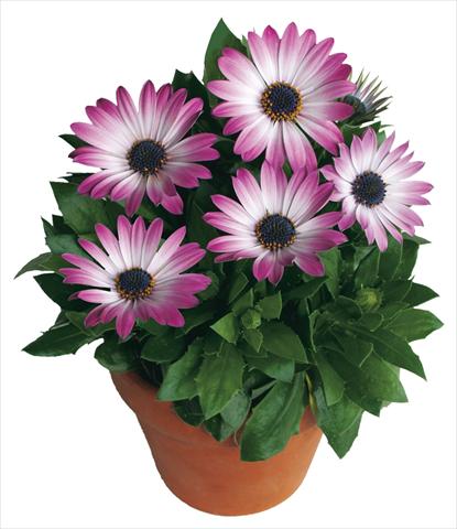 foto van een variëteit aan bloemen, te gebruiken als: Pot - en perkplant Osteospermum Margarita Pink Bicolor
