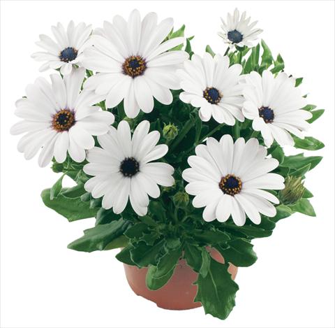 foto van een variëteit aan bloemen, te gebruiken als: Pot - en perkplant Osteospermum Margarita White