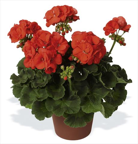 foto van een variëteit aan bloemen, te gebruiken als: Potplant, perkplant, patioplant Pelargonium zonale pac® Morning Sun