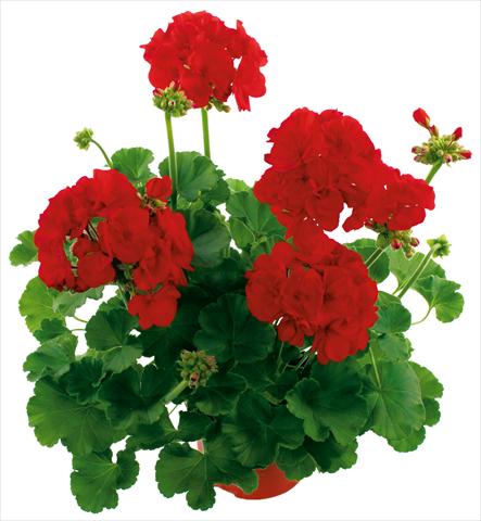 foto van een variëteit aan bloemen, te gebruiken als: Perkplant, potplant of korfplant Pelargonium zonale Summer Idols® Dark Red