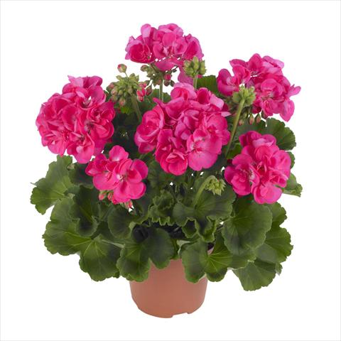 foto van een variëteit aan bloemen, te gebruiken als: Potplant, perkplant, patioplant Pelargonium zonale Summer Idols® Hot Pink