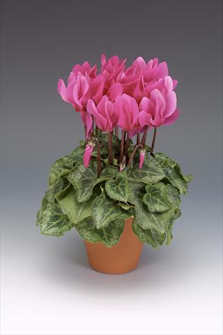 foto van een variëteit aan bloemen, te gebruiken als: Potplant, perkplant, patioplant Cyclamen persicum midi Intermezzo Dark Fuchsia