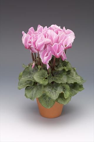 foto van een variëteit aan bloemen, te gebruiken als: Potplant, perkplant, patioplant Cyclamen persicum midi Intermezzo Flame Shades