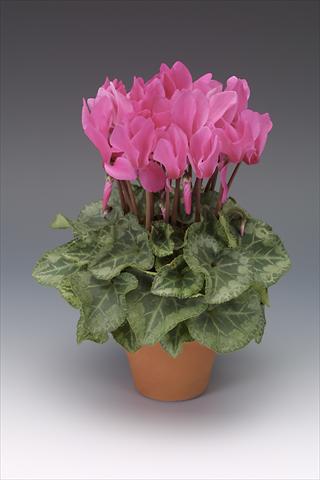 foto van een variëteit aan bloemen, te gebruiken als: Potplant, perkplant, patioplant Cyclamen persicum midi Intermezzo Fuchsia