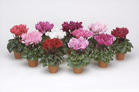foto van een variëteit aan bloemen, te gebruiken als: Potplant, perkplant, patioplant Cyclamen persicum midi Intermezzo Mix
