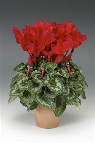 foto van een variëteit aan bloemen, te gebruiken als: Potplant, perkplant, patioplant Cyclamen persicum midi Intermezzo Red