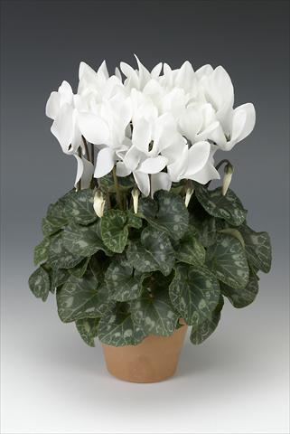 foto van een variëteit aan bloemen, te gebruiken als: Potplant, perkplant, patioplant Cyclamen persicum midi Intermezzo White